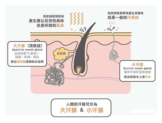 狐臭有哪些症状？手术要注意哪些事项？