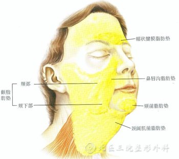 面部脂肪的分布